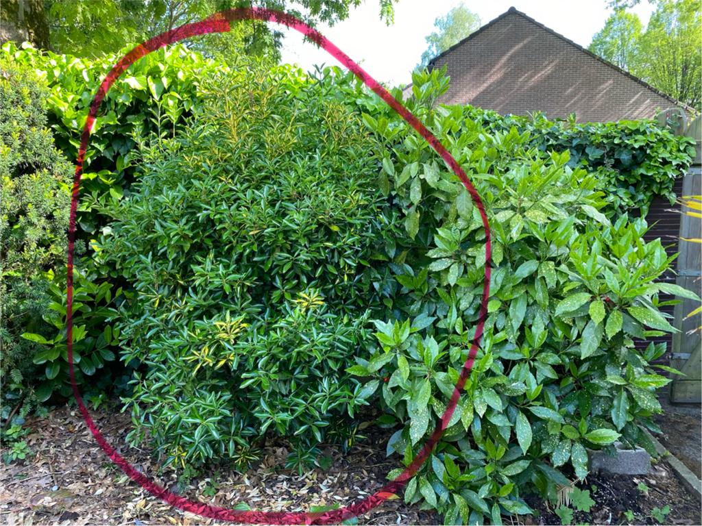 Grote Japanse kardinaalsmuts - Euonymus japonicus, Tuin en Terras, Planten | Tuinplanten, Vaste plant, Bloeit niet, Halfschaduw