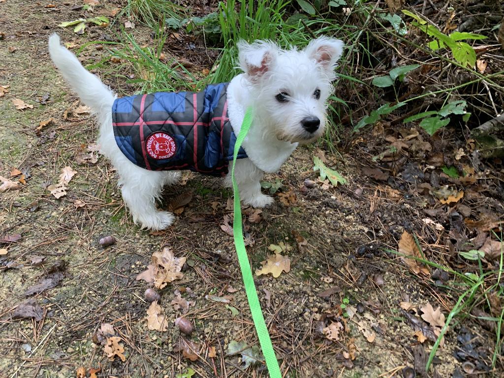 Jasje voor kleine hond / pup westie hooguit 5 keer gebruikt, Dieren en Toebehoren, Ophalen of Verzenden, Zo goed als nieuw, Hondenjas