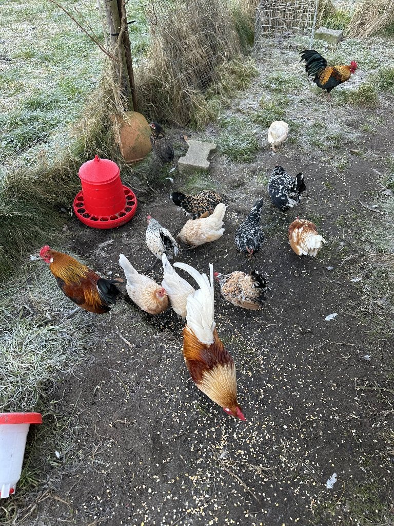 krielhanen, Meerdere dieren, Kip