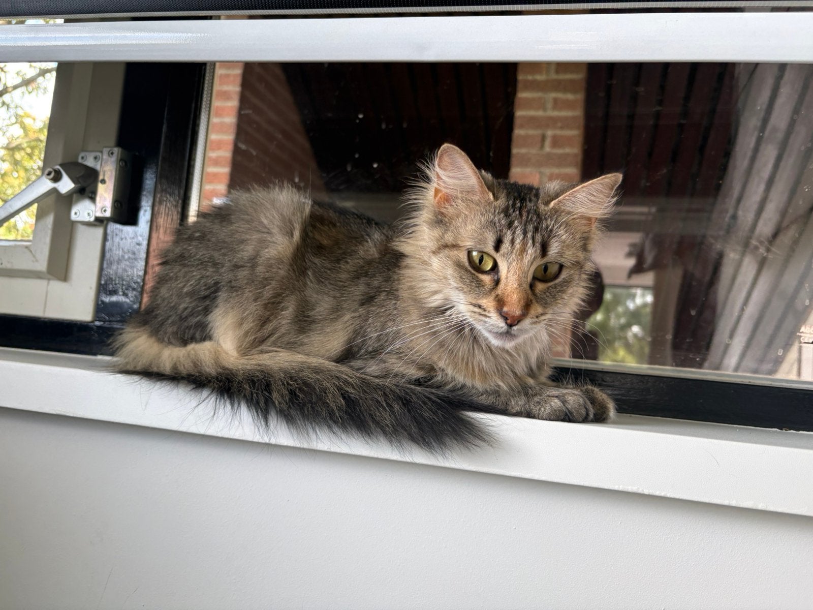 Poes half maine coon, Poes, Langharig, 0 tot 2 jaar