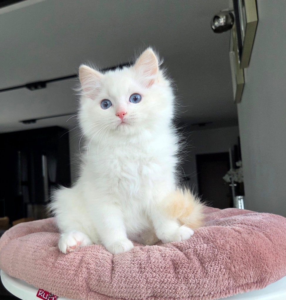 Ragdoll, Dieren en Toebehoren, Katten en Kittens | Raskatten | Langhaar, Kater, Met stamboom, 0 tot 2 jaar