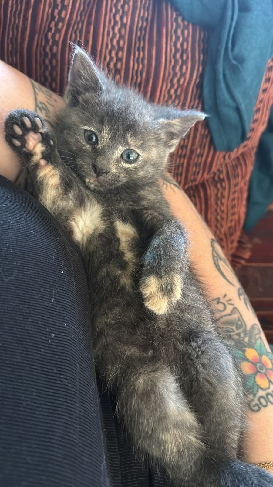 5 hele lieve kittens, Meerdere dieren, Kortharig, 0 tot 2 jaar