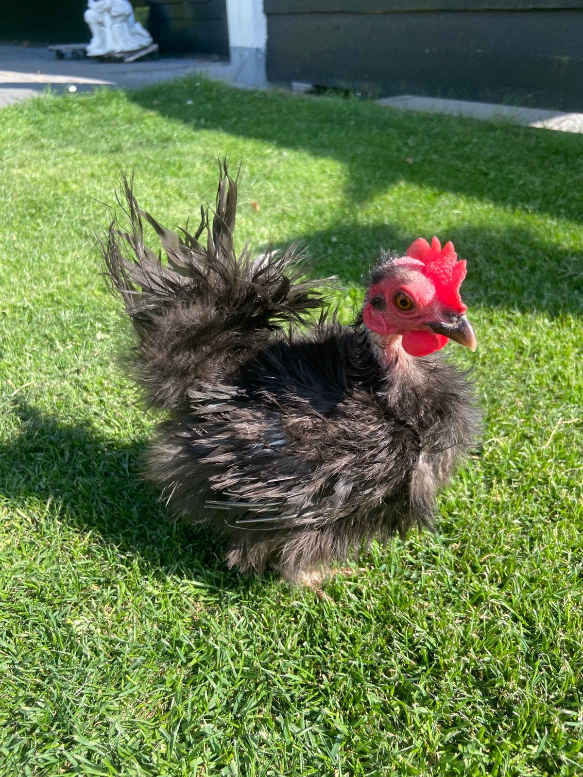 Volwassen serama hen 425 gram, Dieren en Toebehoren, Pluimvee, Vrouwelijk, Kip