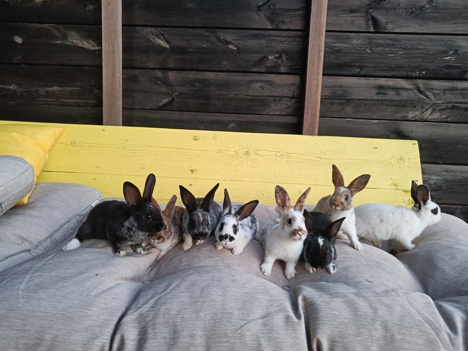 Jonge Rex (klein) konijnen, Dieren en Toebehoren, Konijnen, Klein, Meerdere dieren, 0 tot 2 jaar