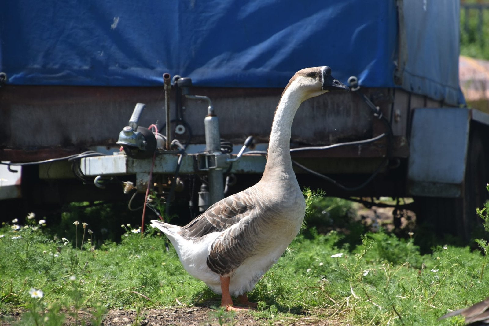 Chinese knobbelganzen, Dieren en Toebehoren, Meerdere dieren, Gans of Zwaan