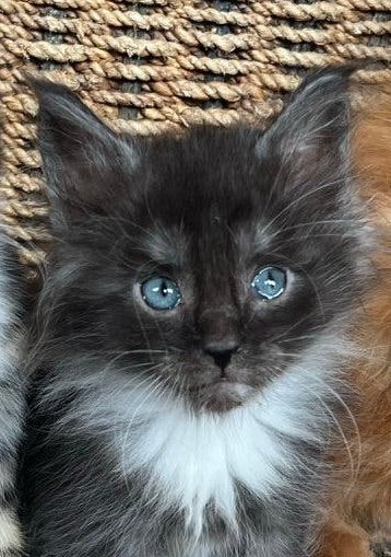 Bijzonder mooie Maine Coon Kittens 🐾, Dieren en Toebehoren, Meerdere dieren, Ontwormd