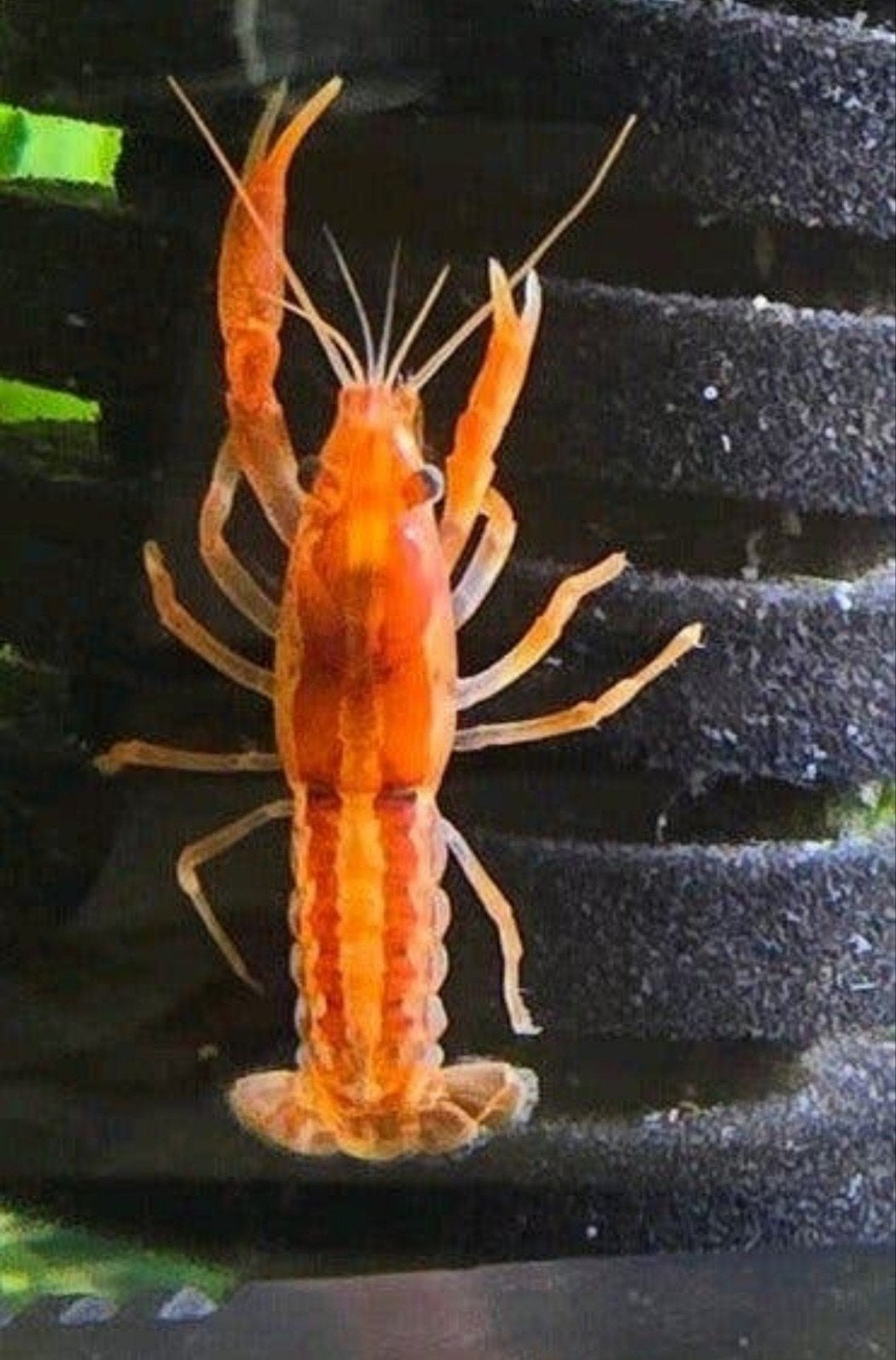 CPO KREEFT, DWERG KREEFT VOOR HET AQUARIUM, Dieren en Toebehoren, Kreeft, Krab of Garnaal