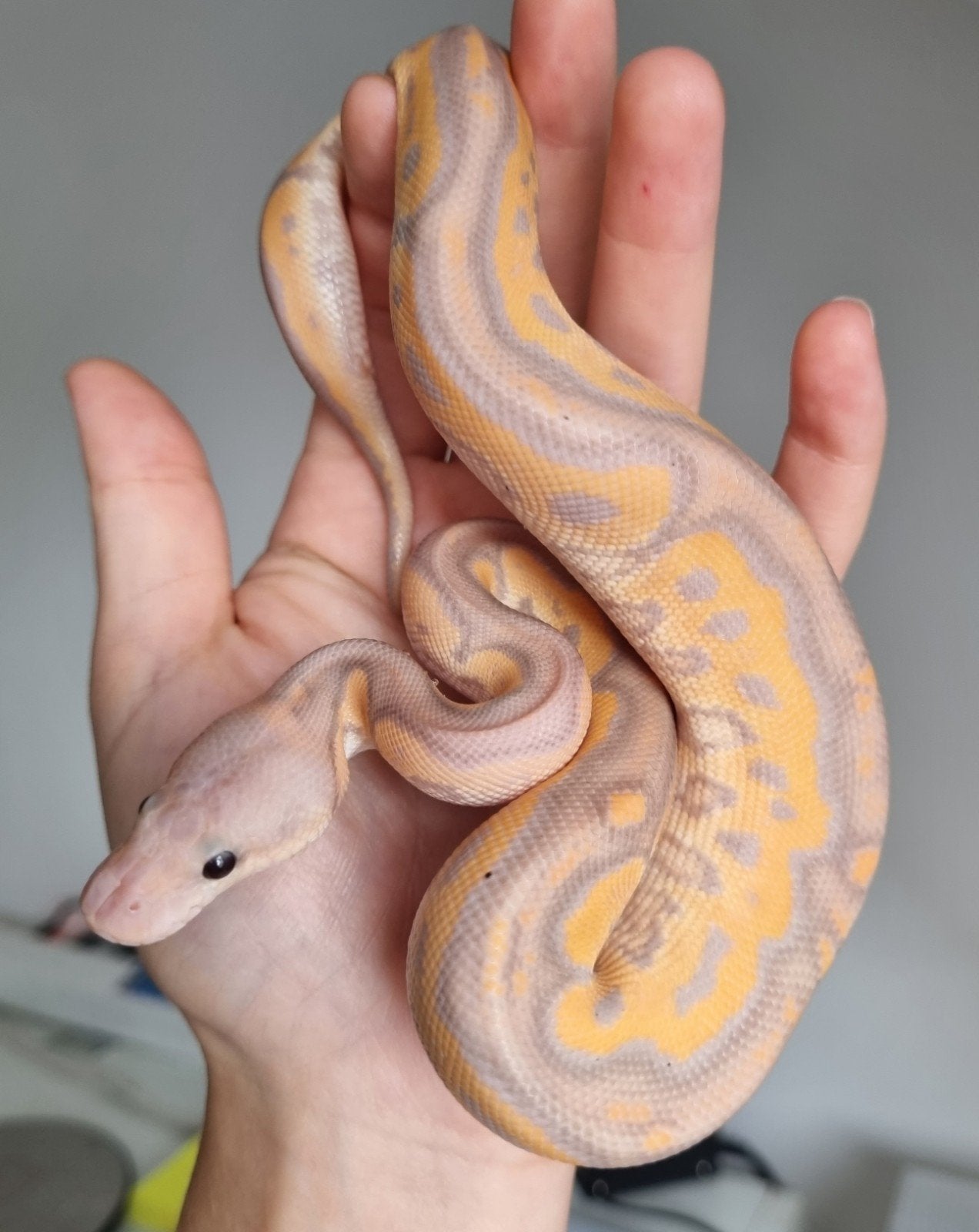 1.0 banana black pastel od (spotnose) clown koningspython Ball Python - male for sale from Rocking Reptiles
