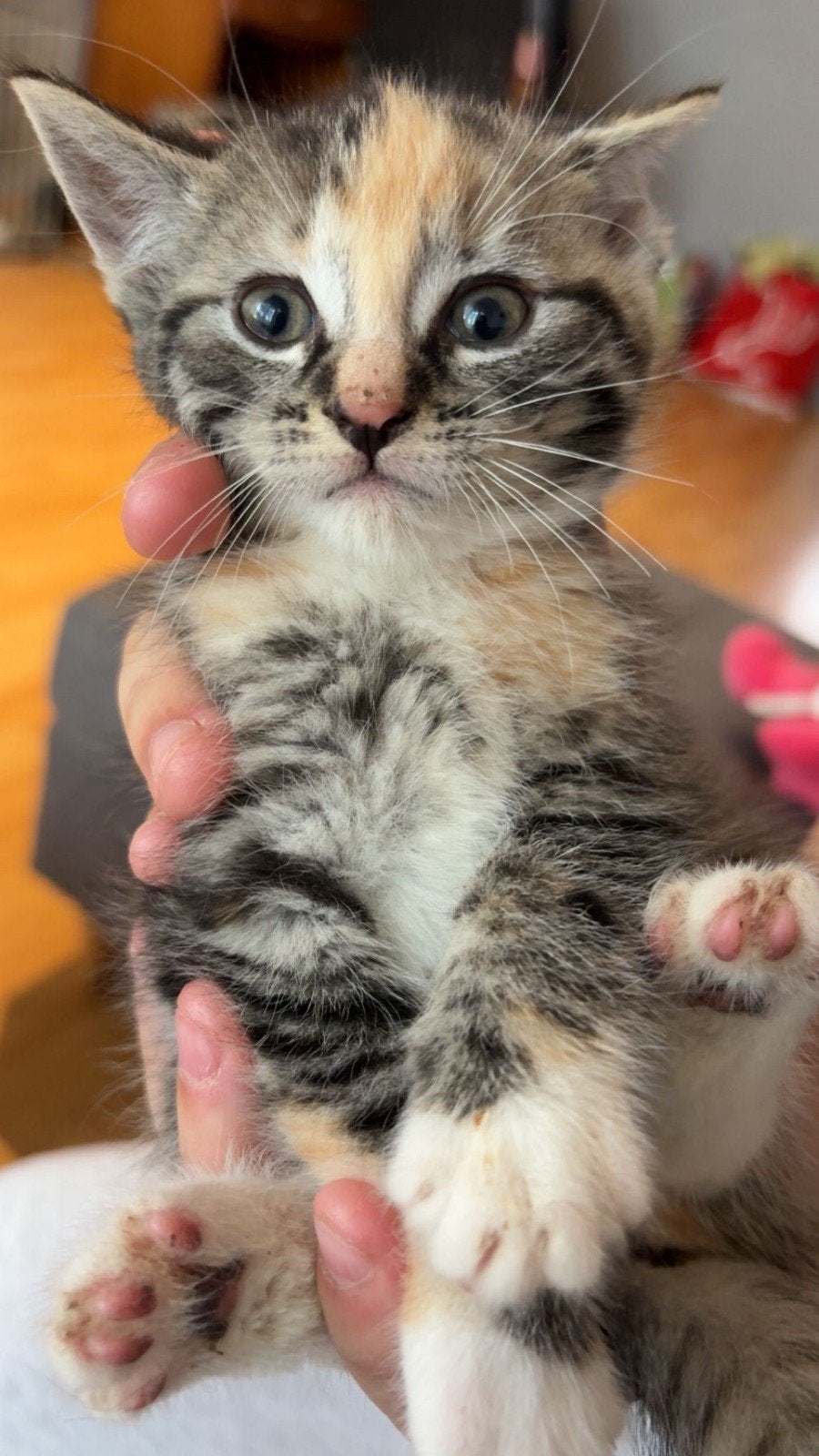 Kittens te koop