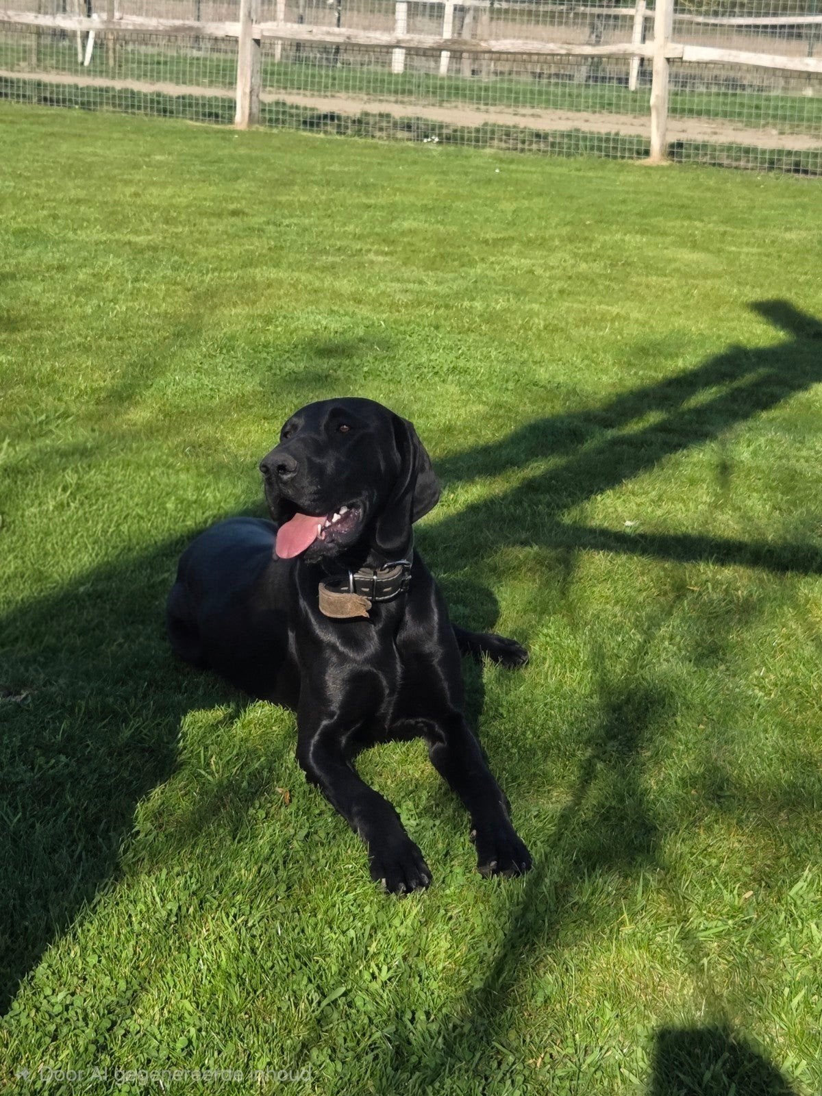 Prachtig duitse staande teefje, Duitse Staande hond, 1 tot 2 jaar, Teef, Parvo