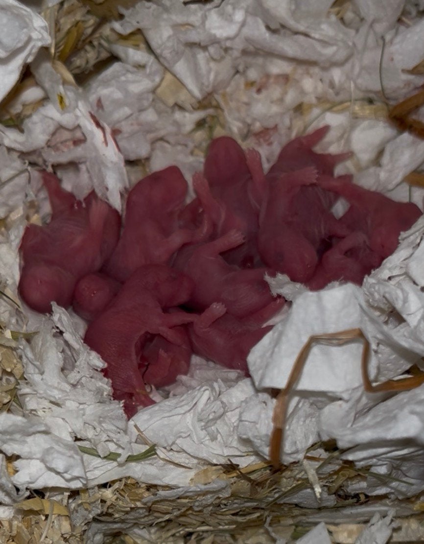 Jonge syrische hamsters/goudhamsters te koop., Dieren en Toebehoren, Hamster, Meerdere dieren, Tam, Oktober