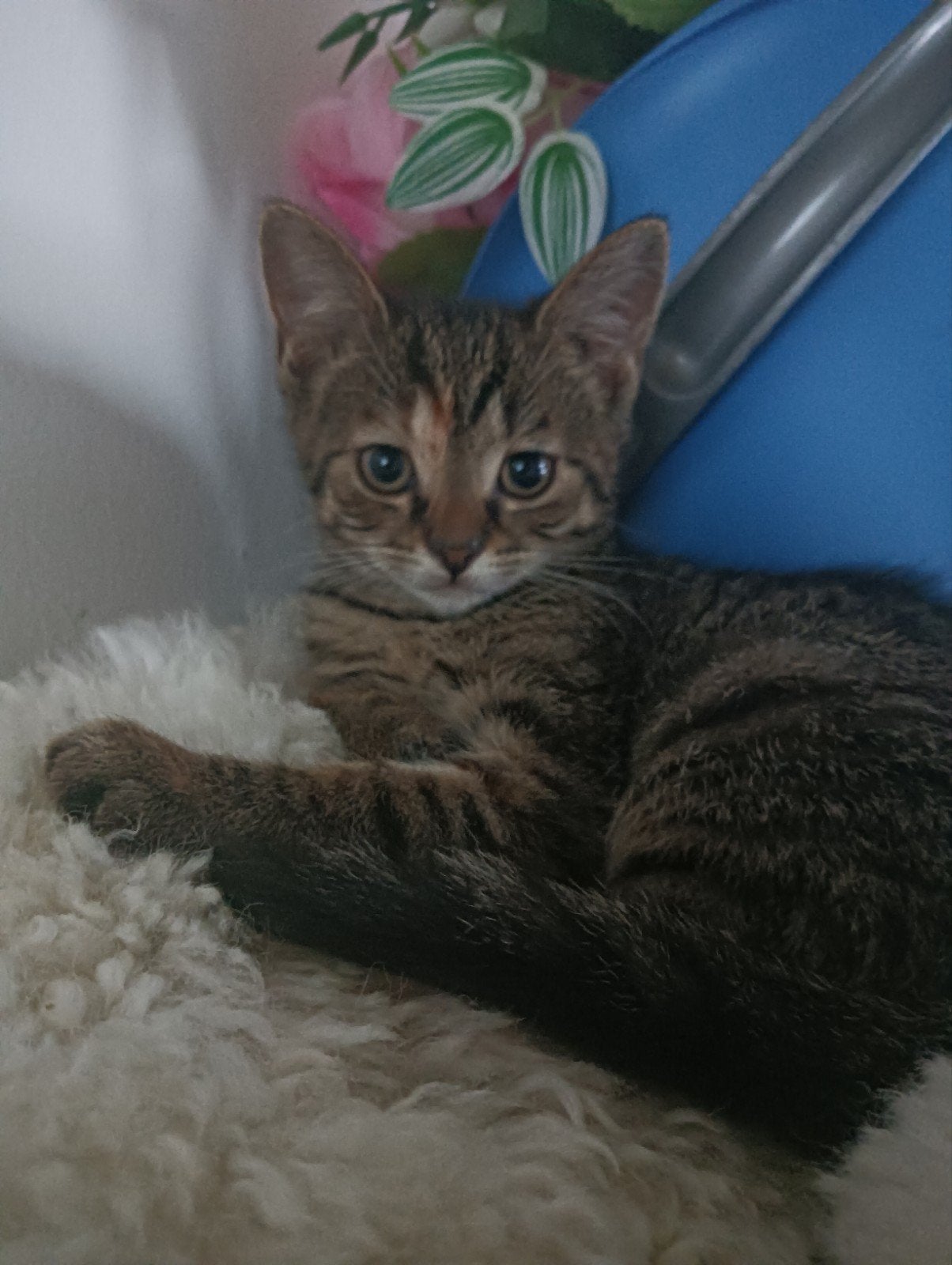 Een poesje te koop, Poes, Kortharig, 0 tot 2 jaar