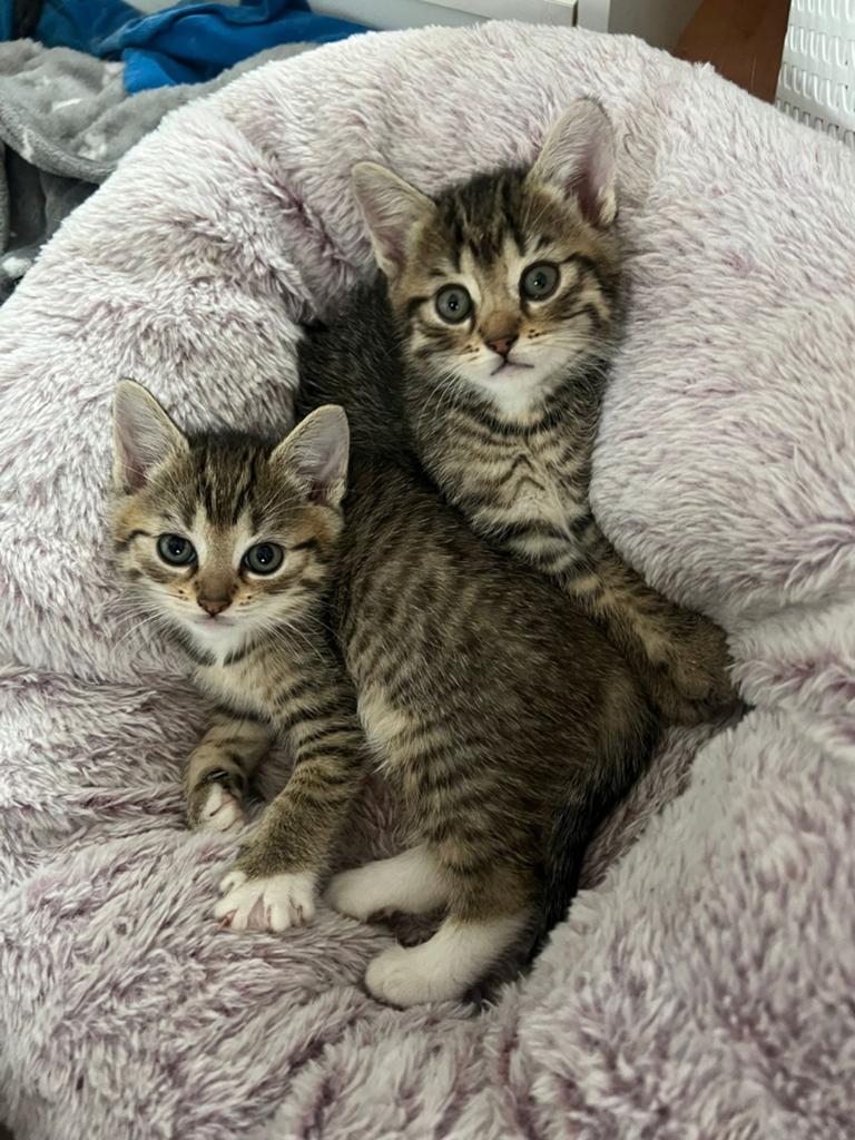 Lieve kittens zoeken huisje, Dieren en Toebehoren, Meerdere dieren