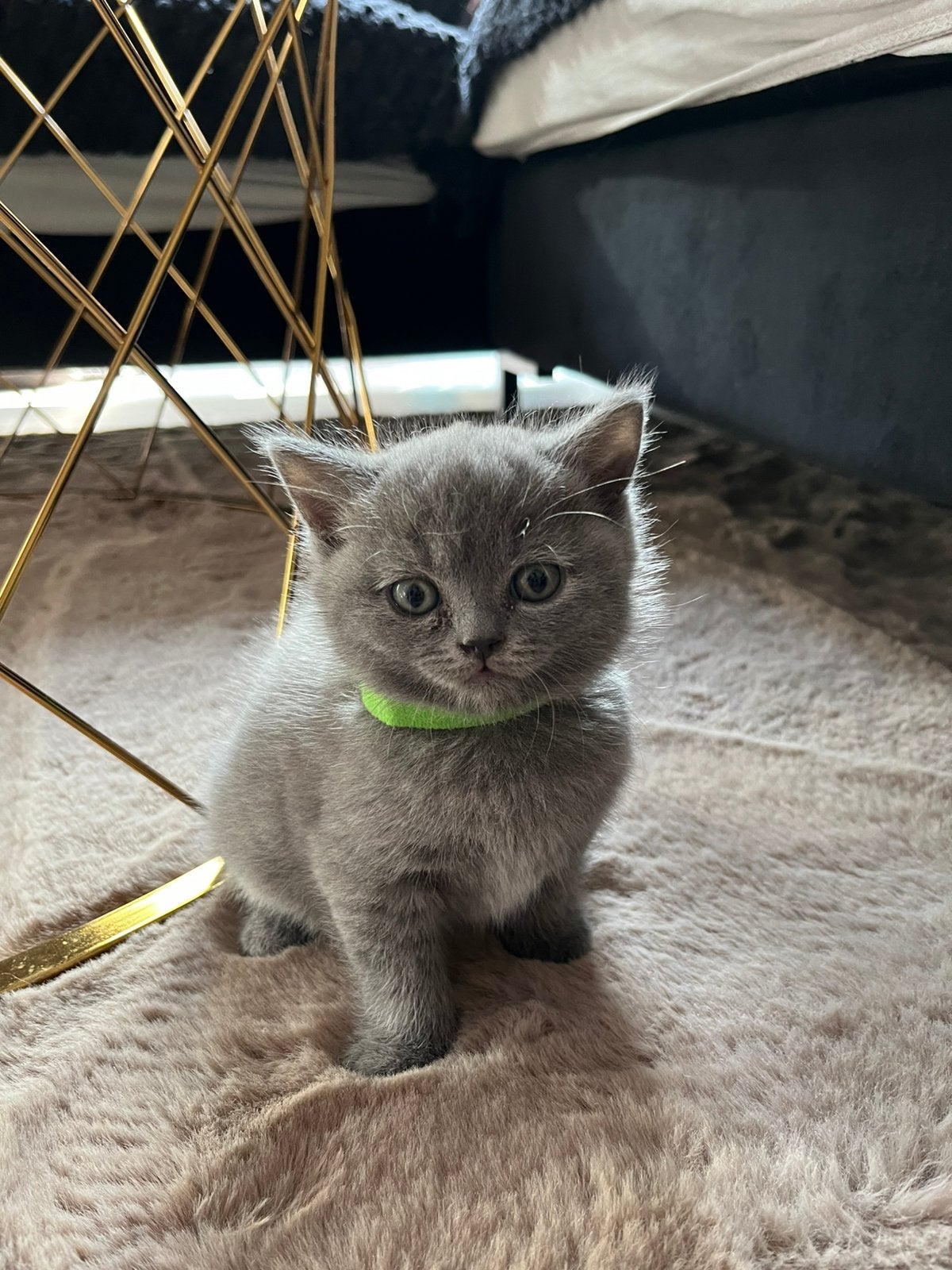 britse korthaar kittens, Meerdere dieren, Ingeënt, 0 tot 2 jaar