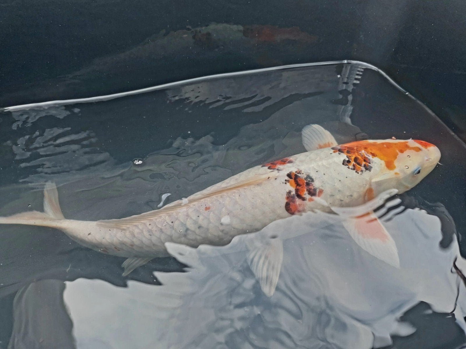 Te koop: Mooie Sanke en hikari ogon Koi – 40-45 cm, Dieren en Toebehoren, Vissen | Vijvervissen