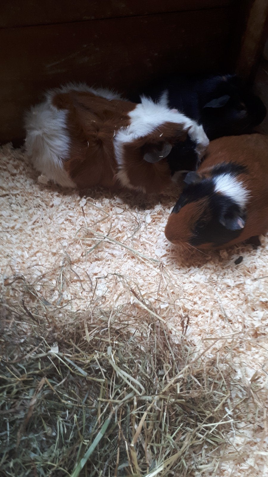 twee cavia vrouwen te koop €25 per stuk, Maart, Vrouwelijk, Cavia