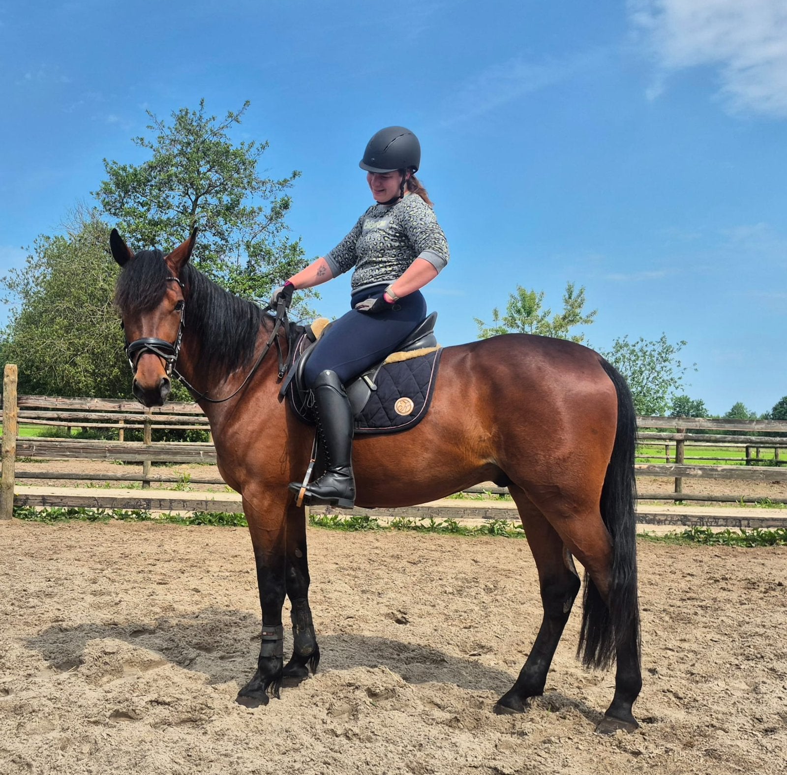 fantastische 5 jarige ruin gekeurd, Met stamboom, Ruin, Niet van toepassing, 3 tot 6 jaar