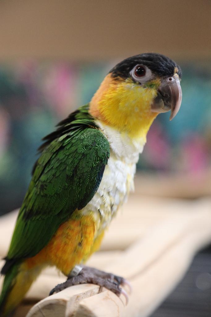 Jonge Baby Zwartkop Caique´s | getest | Speels | Handtam, Dieren en Toebehoren, Vogels | Parkieten en Papegaaien, Meerdere dieren