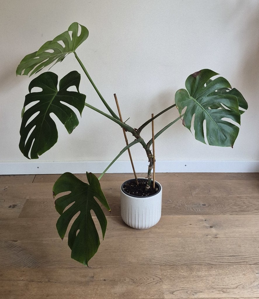 Grote Monstera Deliciosa - Ideaal voor ruime kamers, Ophalen, 100 tot 150 cm, Overige soorten, Halfschaduw