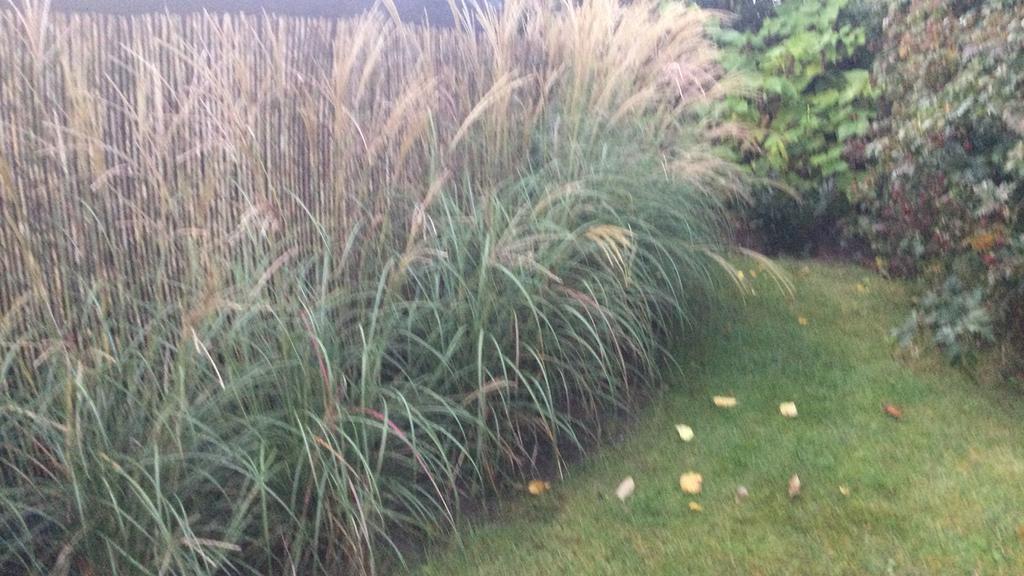 Siergras - chinees prachtriet, miscanthus sinensis, Ophalen, Vaste plant, Siergrassen, Volle zon