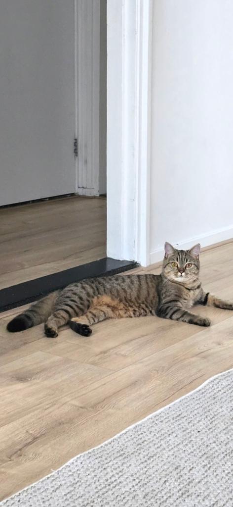 Britse korthaar, Poes, Gechipt, 0 tot 2 jaar
