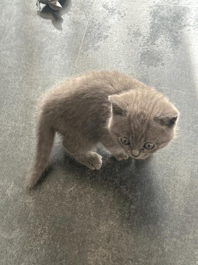 Kitten, Kater, Kortharig, 0 tot 2 jaar