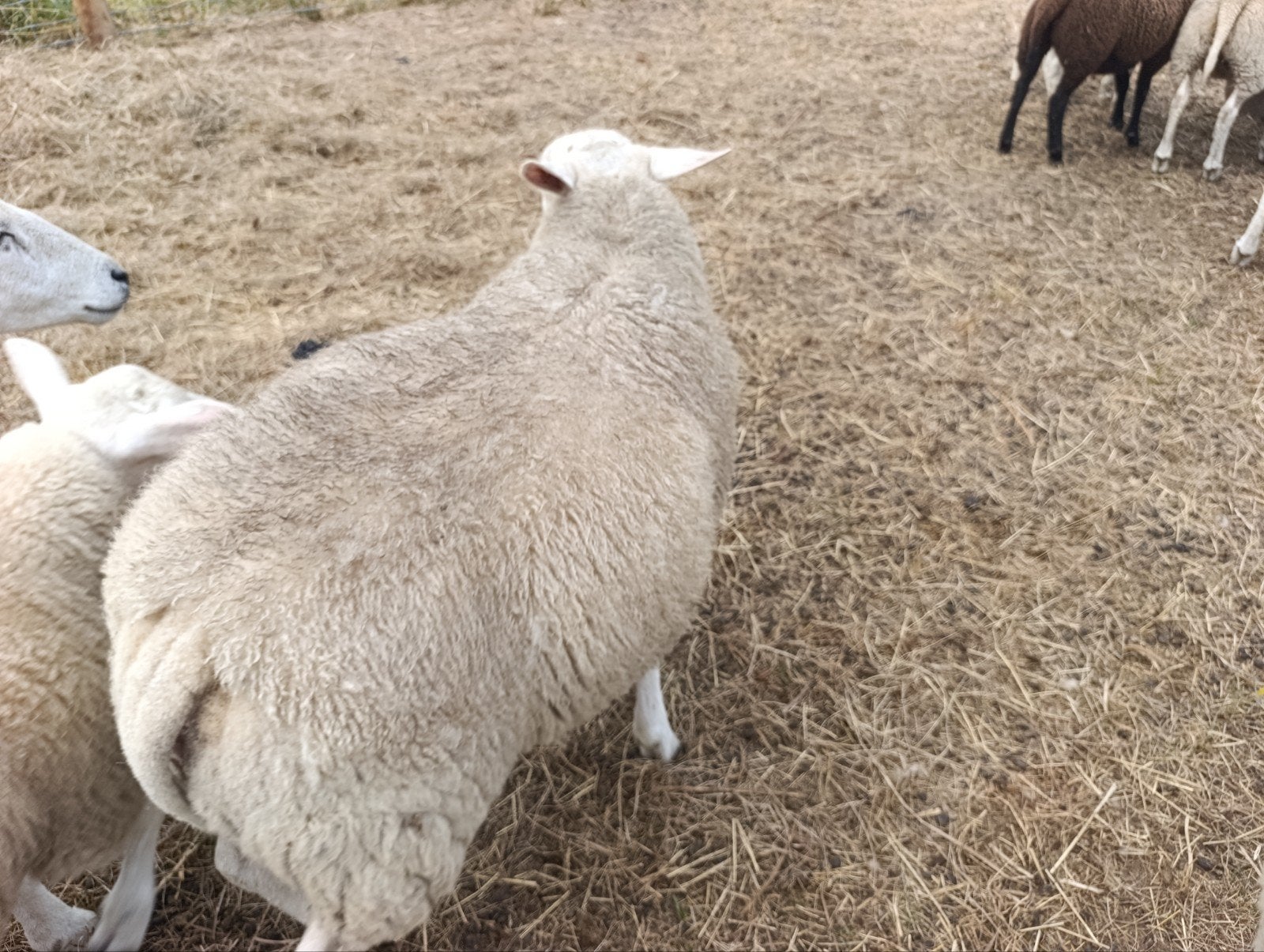 te koop dek ram schaap geboren januari 2026, Mannelijk, Schaap