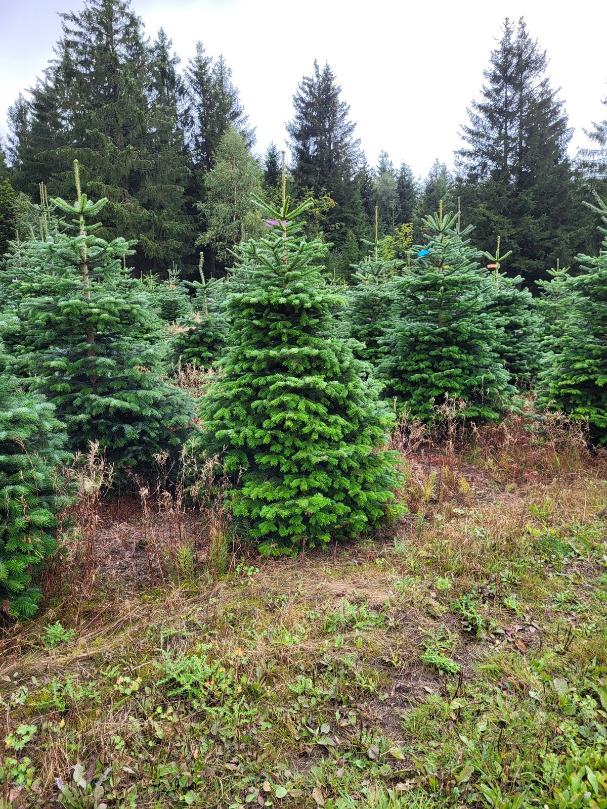 NORDMANN KERSTBOMEN – VOOR HANDELAREN, Tuin en Terras, Planten | Bomen, Ophalen, Zomer, Volle zon, Overige soorten