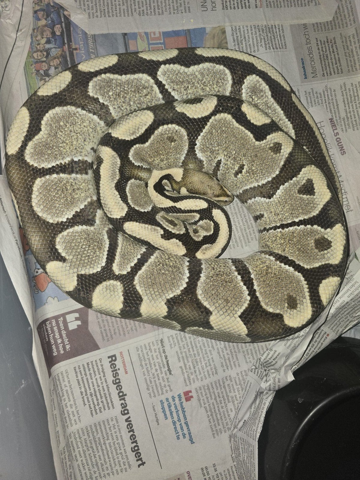 Python regius 0.1 Desert Ghost, Slang