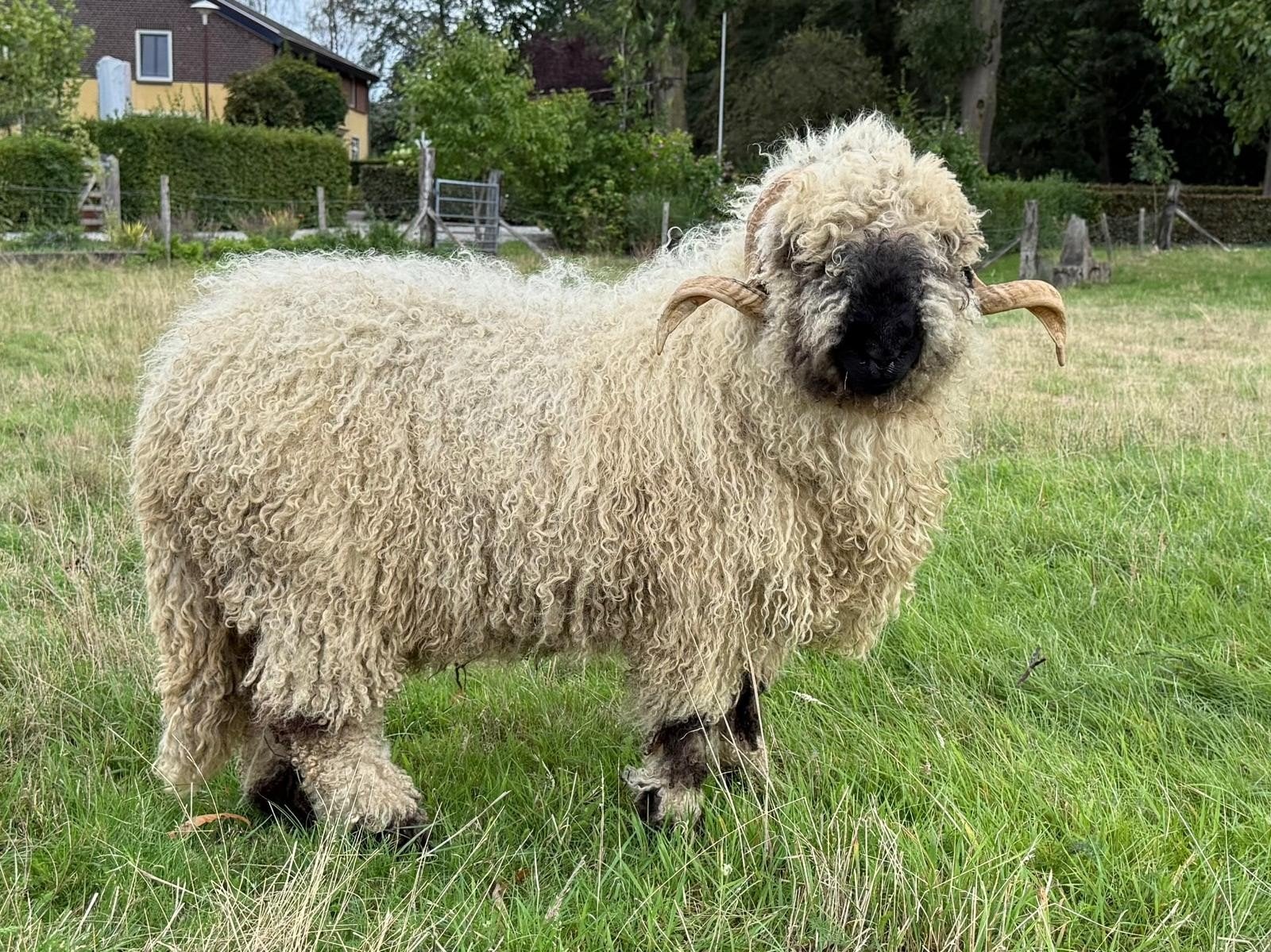 walliser schwarznase stamboek ram, Dieren en Toebehoren, Schapen, Geiten en Varkens, Mannelijk, Schaap