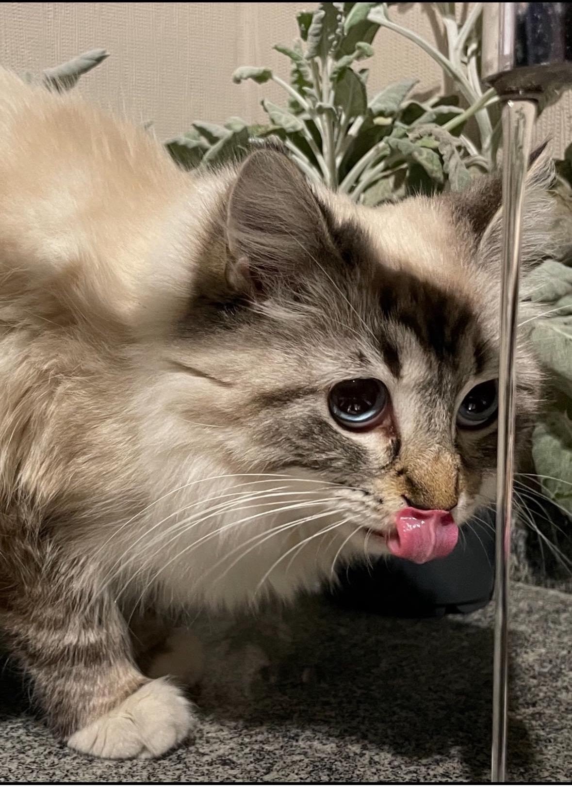 Herplaatser ragdoll poes lola (5 jaar), Poes, Ontwormd, 3 tot 5 jaar
