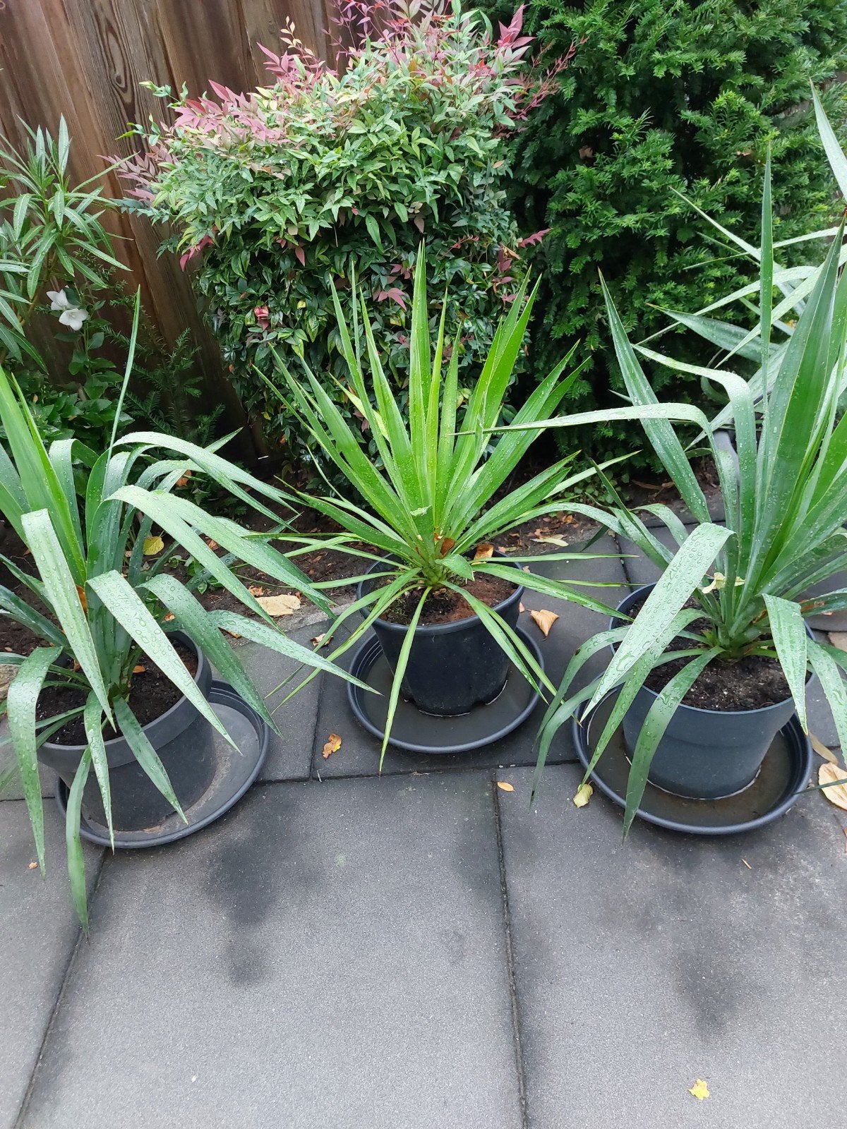 winterharde yucca s, Ophalen, Vaste plant, Overige soorten, Volle zon