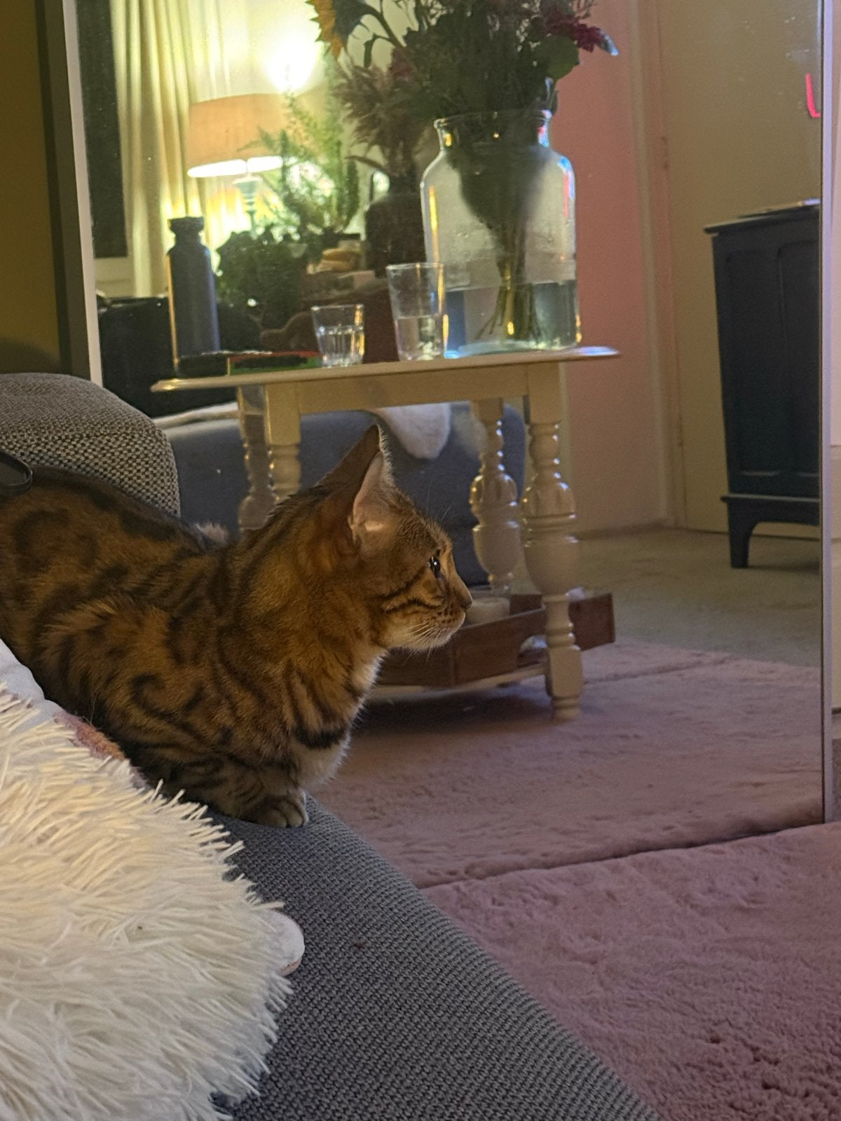 Mooie Bengaalse poes van 4 jaar oud, Dieren en Toebehoren, Poes