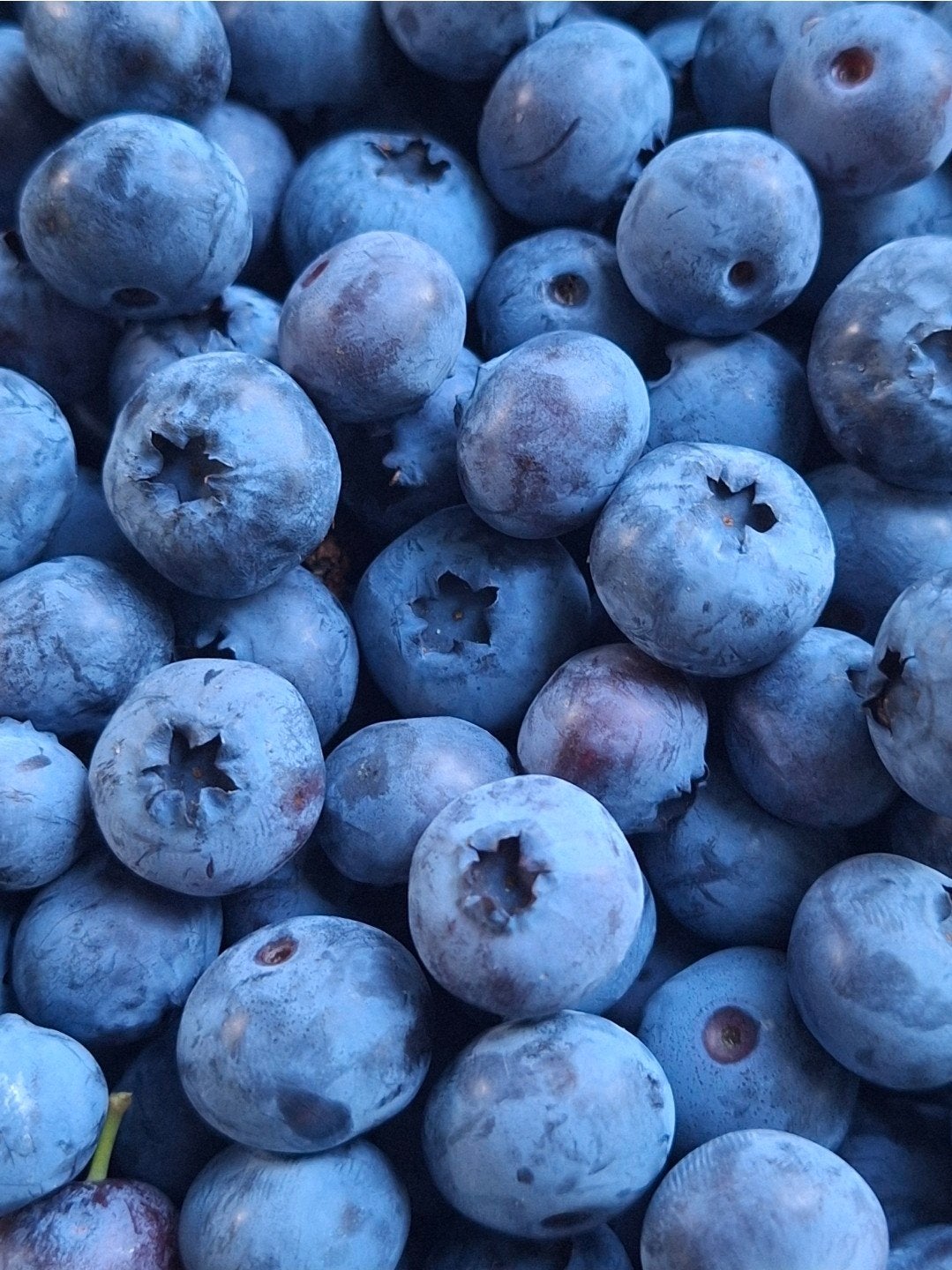 Blauwe bessen uit eigen tuin te koop 100%biologisch, Ophalen of Verzenden