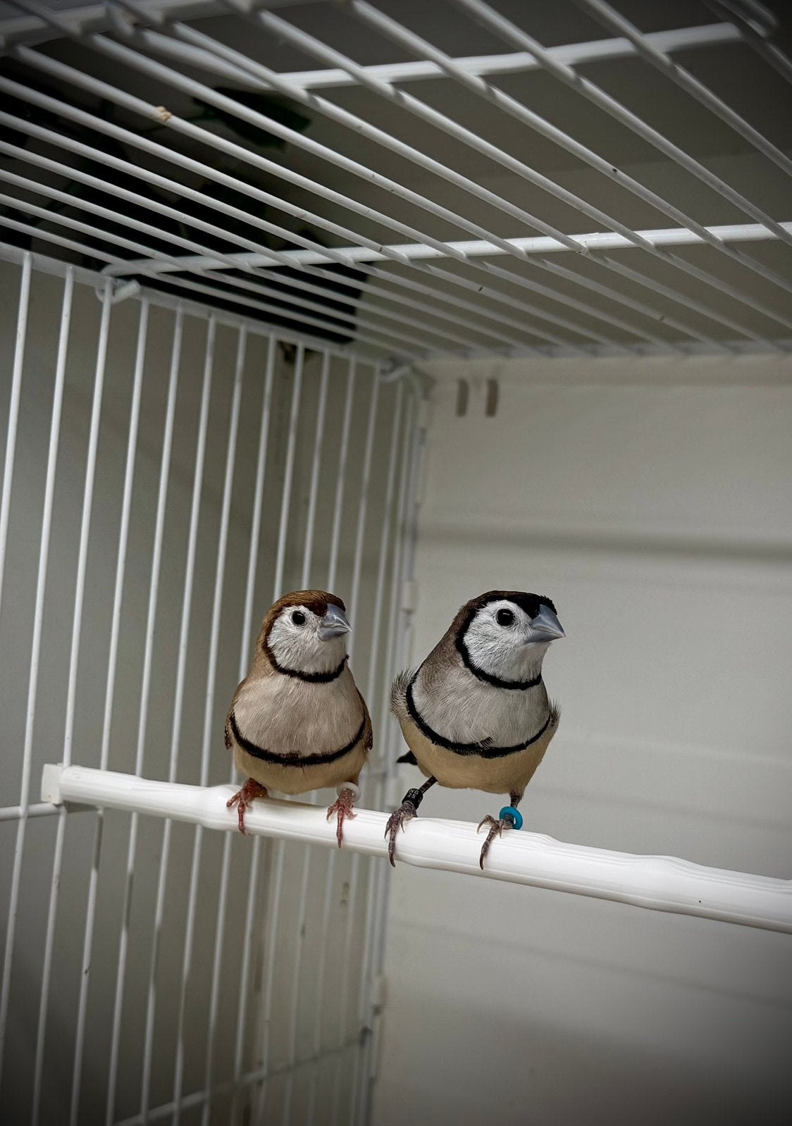 Bichenowastrilde, Dieren en Toebehoren, Meerdere dieren