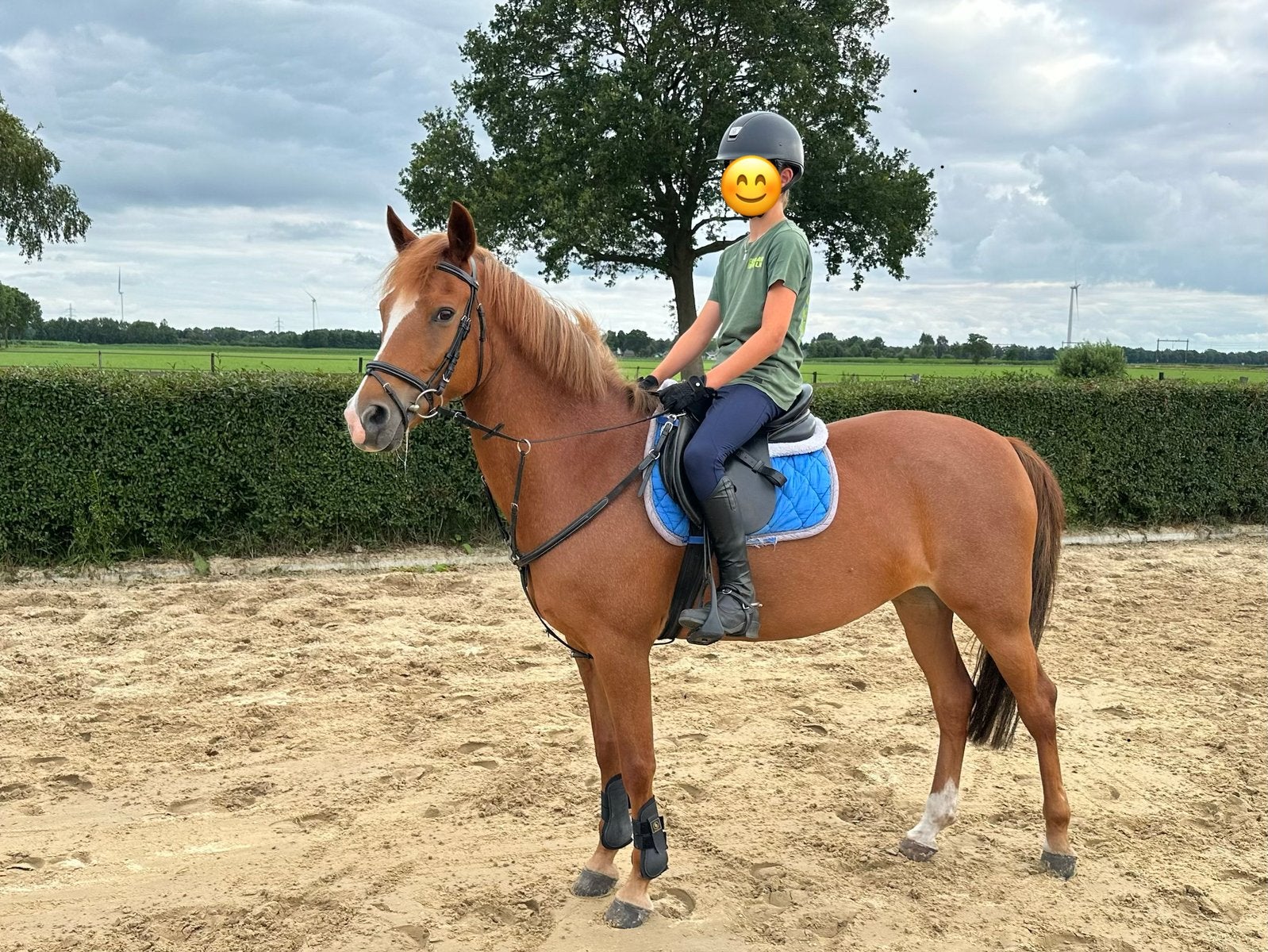 Nieuwe advertentie: brave D pony, New Forest, Merrie, Springpaard, Minder dan 160 cm, L