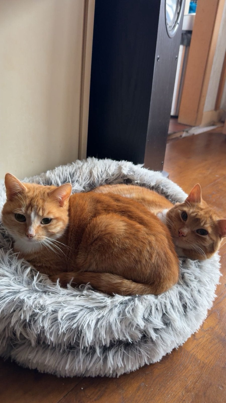 4 jarige oranje kater en poes (ALLEEN SAMEN WEG), Meerdere dieren, Kortharig, 3 tot 5 jaar