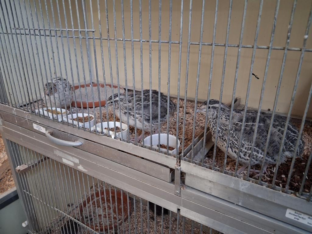 Japanse kwartels trio, Meerdere dieren, Tam