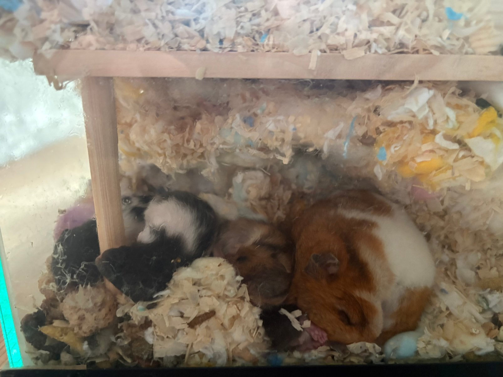 Goudhamsters te koop!, Dieren en Toebehoren, Knaagdieren, Hamster, Juni, Geslacht onbekend, Tam