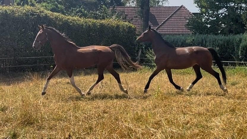 twee 3 jarige tuigpaard merrie's, Dieren en Toebehoren, Paarden, Merrie, Met stamboom, Niet van toepassing, 3 tot 6 jaar
