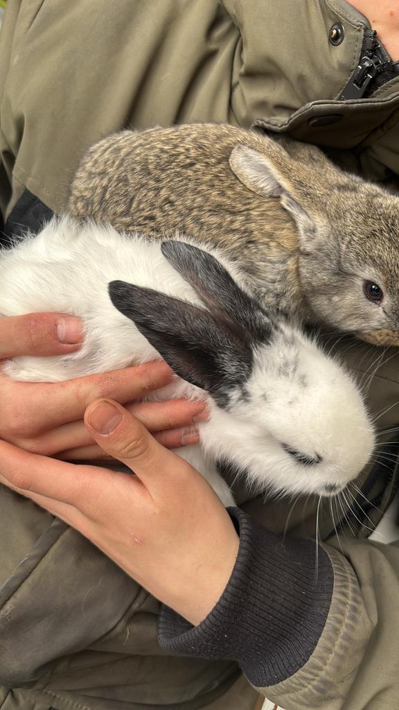 Prachtige Vlaamse Reuzen te koop –volwassen dieren en baby’s, Meerdere dieren, Groot, 0 tot 2 jaar