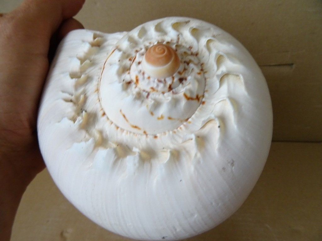 Curiosa schelp grote schelp 16x10x22cm enorme schelp, Verzamelen, Ophalen of Verzenden, Schelp(en)