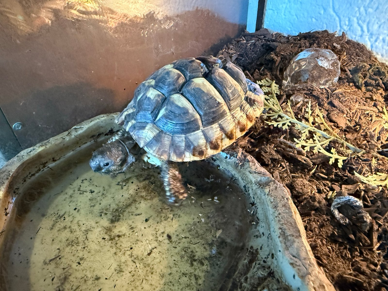 Te koop: 4 Griekse landschildpadjes Tortoise photo 6