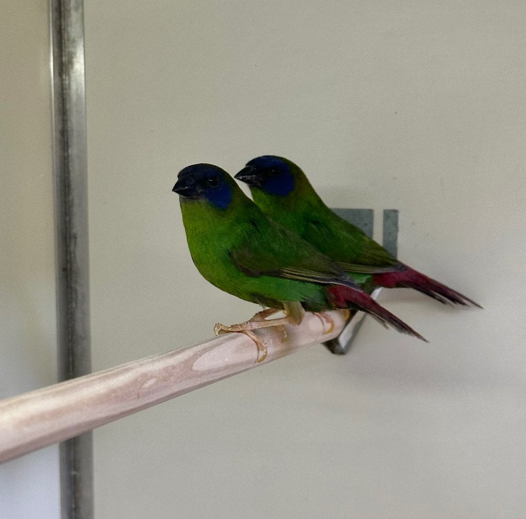 Driekleur papegaaiamadine, Dieren en Toebehoren, Vogels | Overige Vogels, Mannelijk
