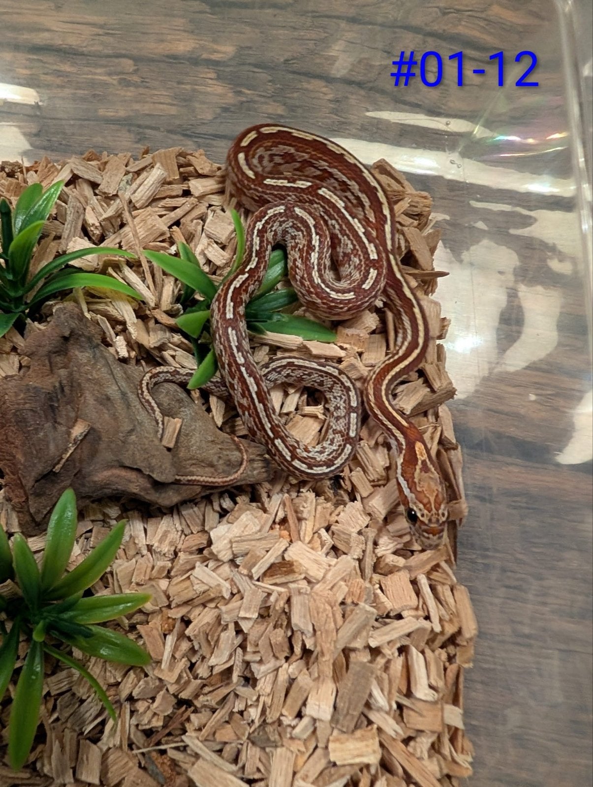 Jonge Classic Rattenslangen het Palmetto Rat Snake photo 5