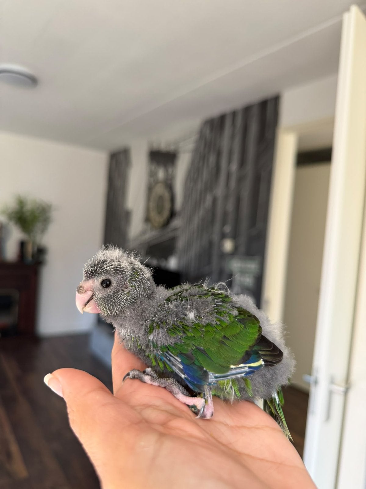 Super tamme baby kakariki’s., Dieren en Toebehoren, Meerdere dieren, Parkiet, Tam