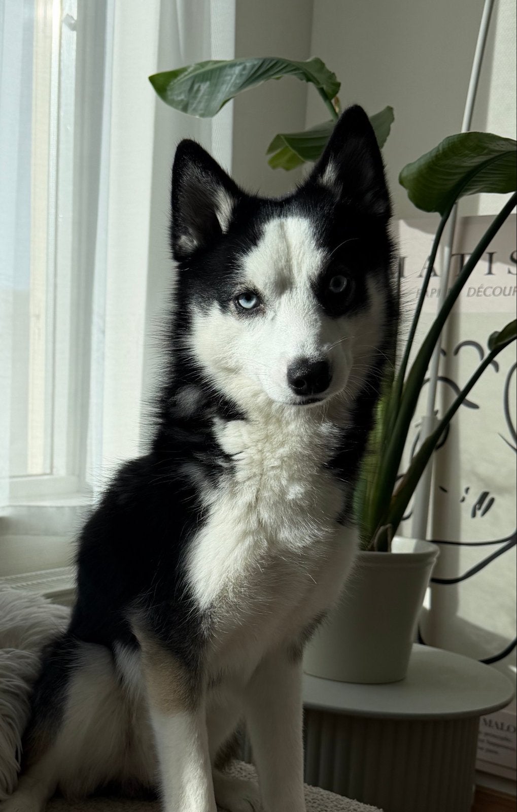 Zie omschrijving (ALLEEN SERIEUZE REACTIES), CDV (hondenziekte), 1 tot 2 jaar, Eén hond, Nederland