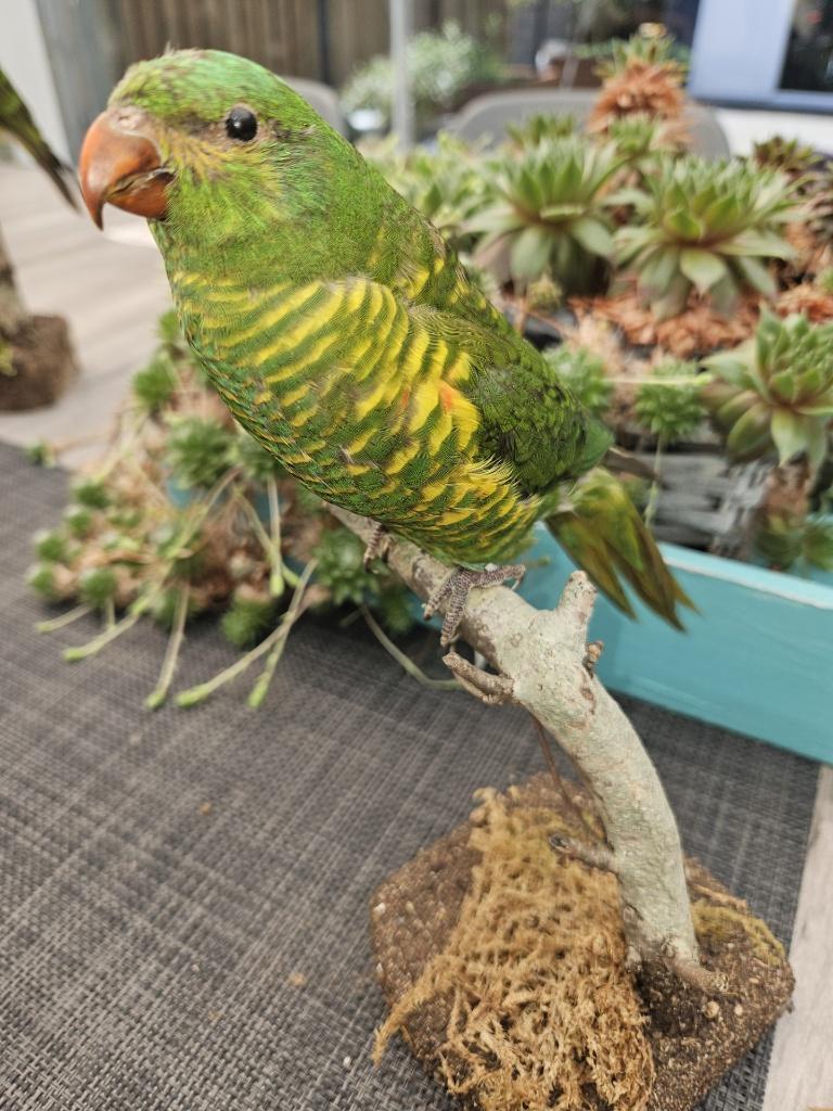 Prachtige nieuw opgezette zeldzame schubben lori, Verzamelen, Ophalen of Verzenden, Nieuw, Vogel, Opgezet dier
