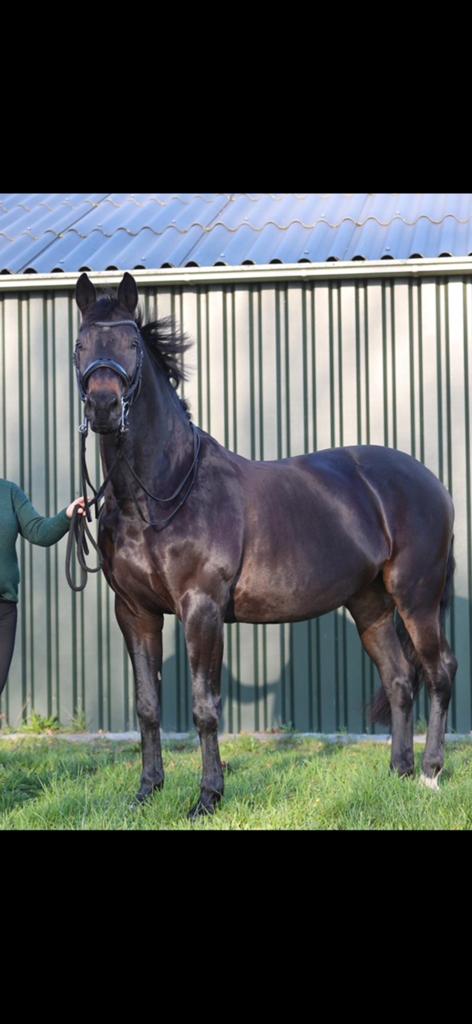 Dressuurpaard gribali x lacantus Z2 dressuur, Merrie, Dressuurpaard, 11 jaar of ouder, 165 tot 170 cm