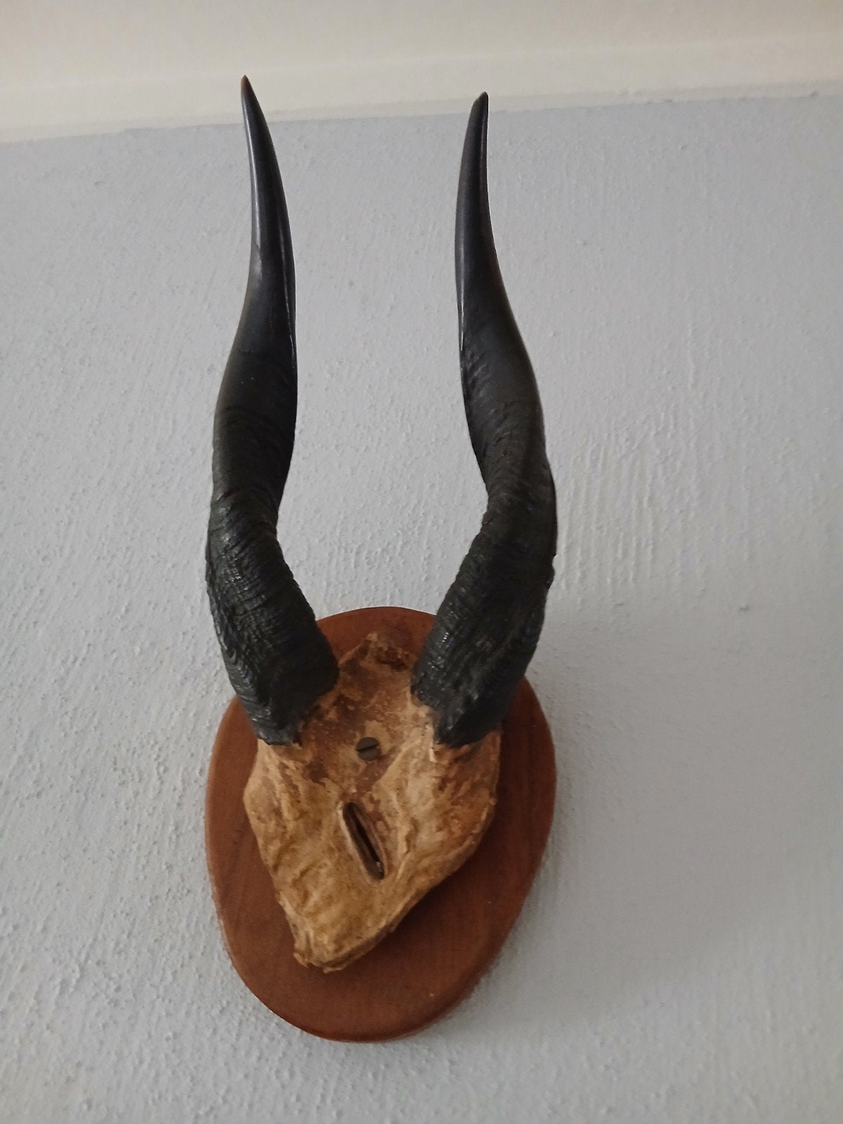 Afrikaanse Koedoe Antilope Hoorns 2, Ophalen of Verzenden, Gebruikt, Wild dier